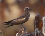 پرنده نگري - چلچله دریایی قهوه ای - Brown Noddy - Anous stolidus